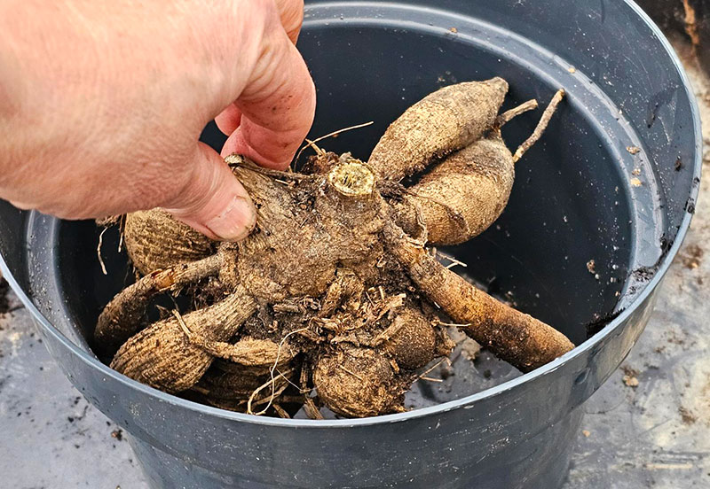 Plantering av dahliaknöl i kruka
